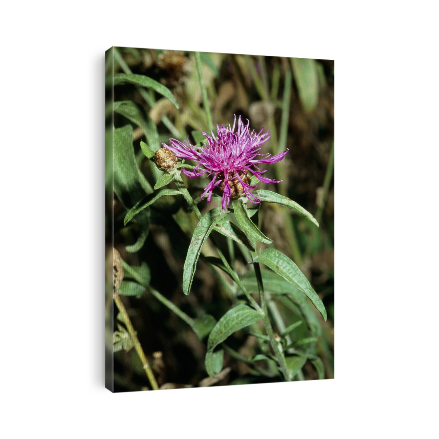 Brown-rayed Knapweed (Centaurea jacea). Single flower amongst foliage.