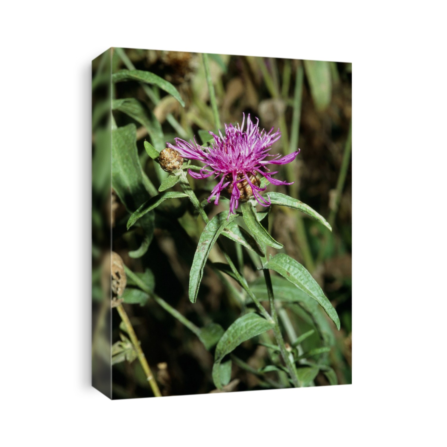 Brown-rayed Knapweed (Centaurea jacea). Single flower amongst foliage.