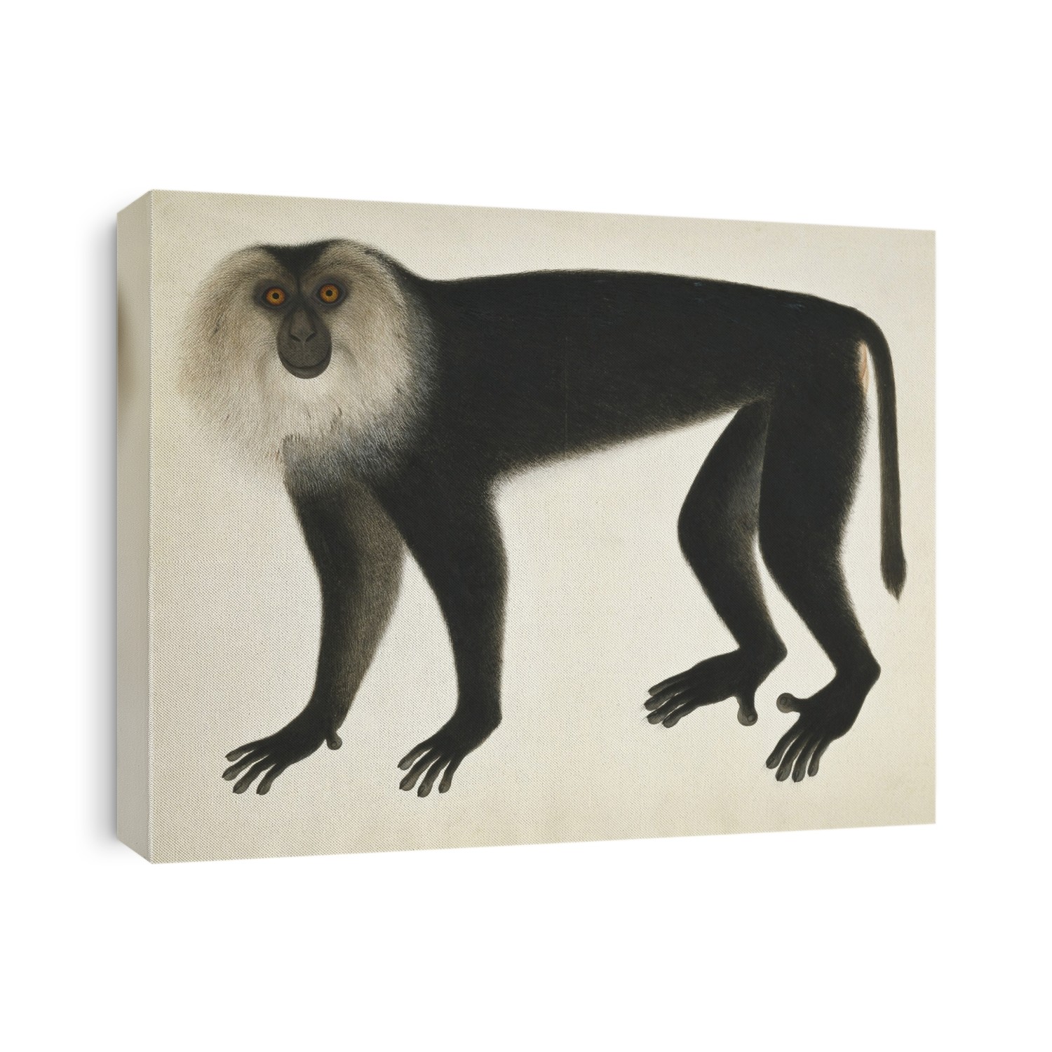 Chinese monkey. Illustration from the John Reeves Collection of Zoological Drawings from Canton, China.