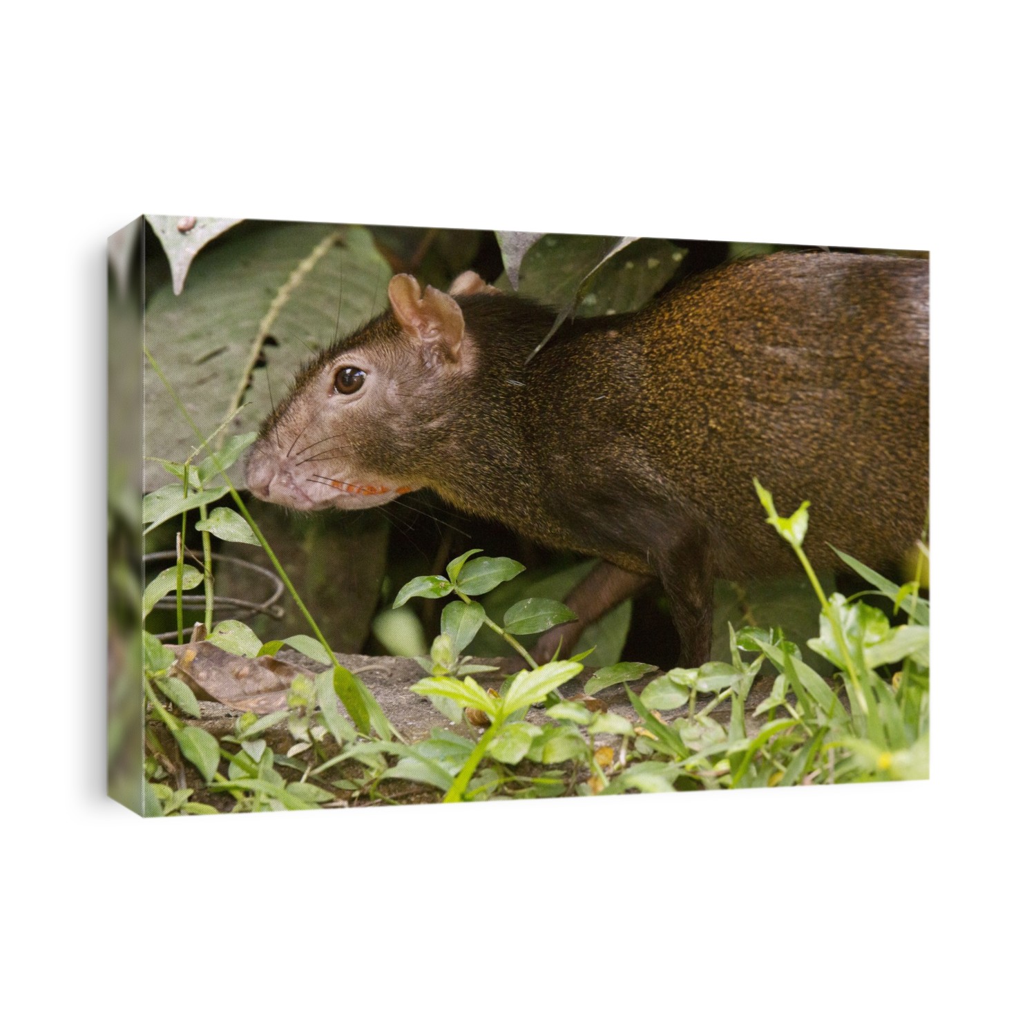 Red-rumped agouti (Dasyprocta leporina) foraging for food. This large rodent inhabits the forests and savannahs of northern South America, where it feeds on a variety of foods, including fruit, seeds, grass and roots. It spends much of its life underground in a complex series of chambers and tunnels, which typically lead directly to sources of food. The agouti can reach over 60 centimetres in length, and is a favourite prey animal for a variety of carnivores. Photographed in Trinidad.