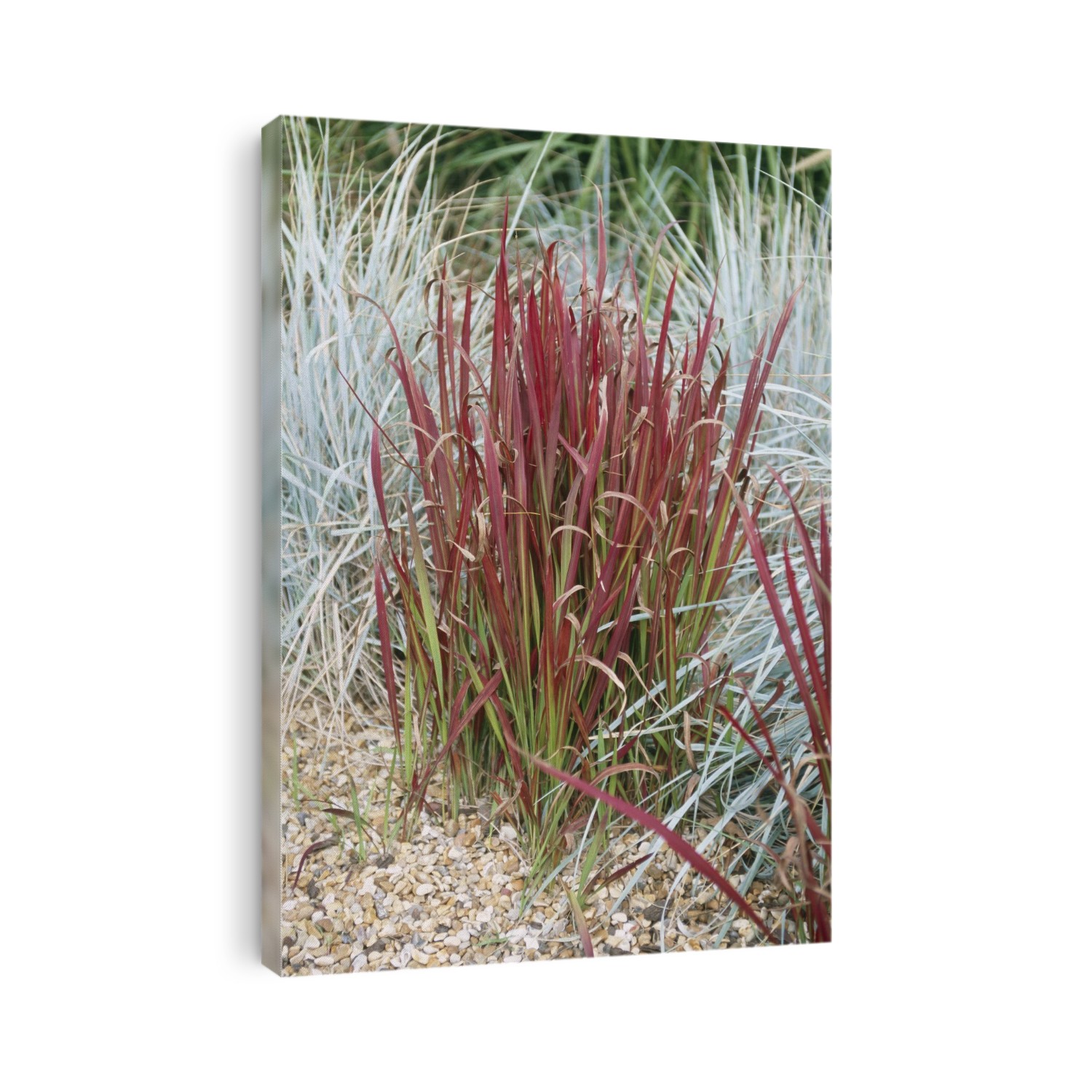 Japanese blood grass (Imperata cylindrica 'Rubra').