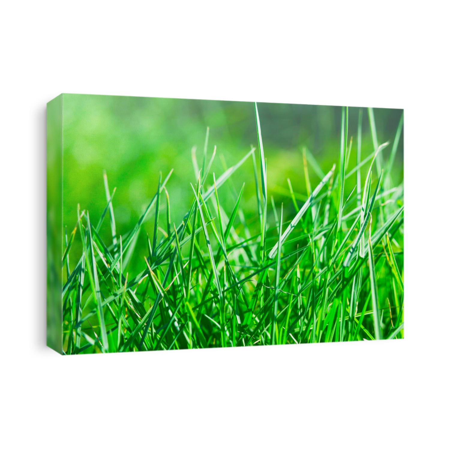 Green background of football field grass texture with sunny vivid yellow rays of first spring sun in shiny day outdoor and white winter ice deep snow, frost, rime and gray hoar outside with blizzard