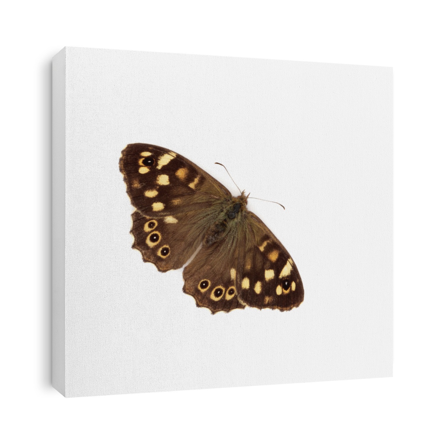 Speckled wood butterfly isolated over white background. Pararge  aegeria.