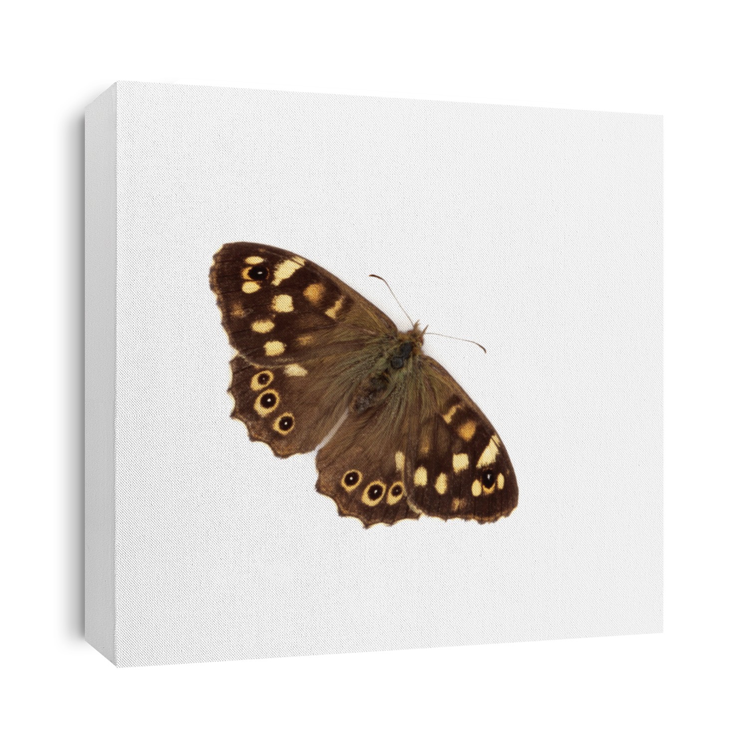 Speckled wood butterfly isolated over white background. Pararge  aegeria.