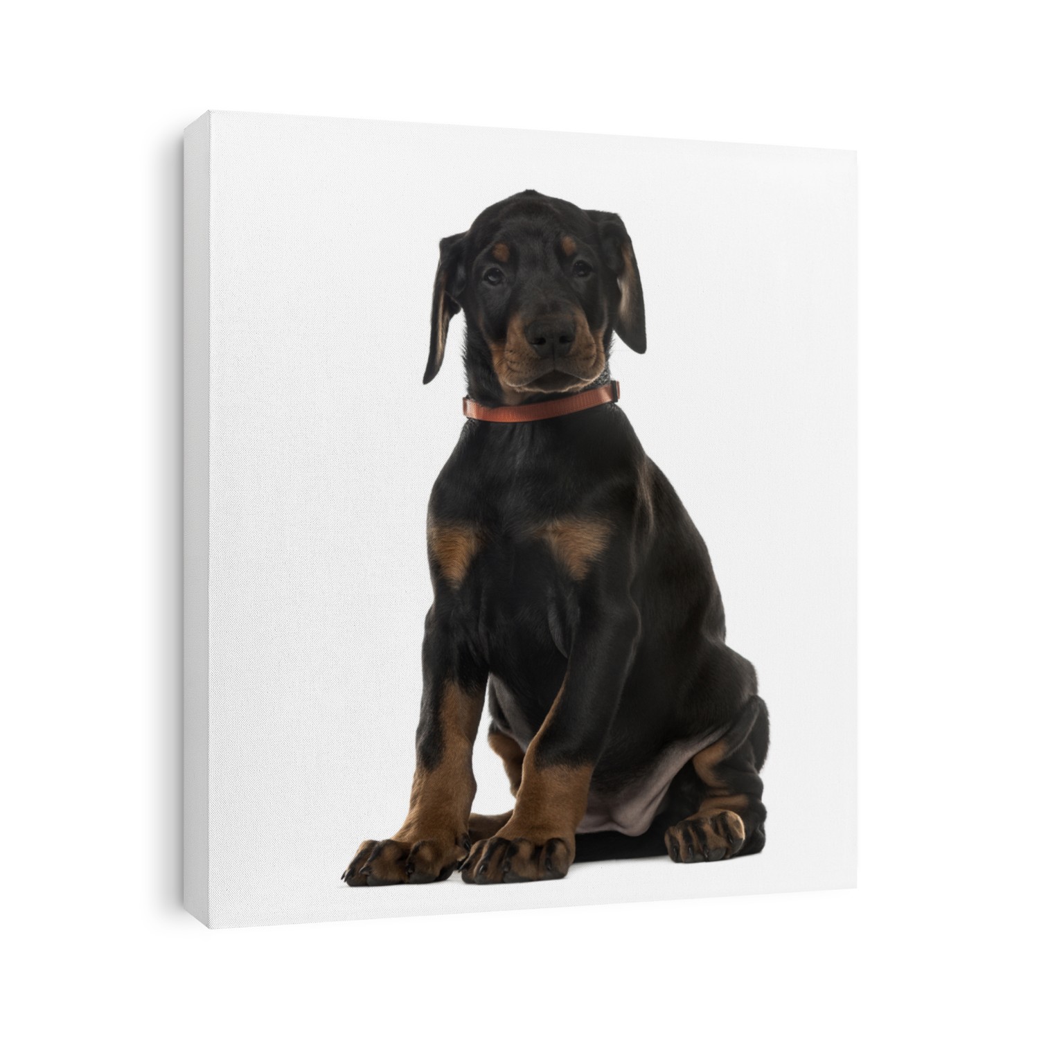 Puppy chocolate Doberman Pinscher sitting,(7 weeks old, isolated on white