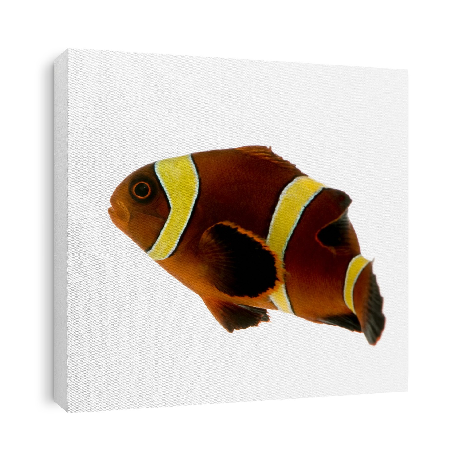 Gold stripe Maroon Clownfish - Premnas biaculeatus in front of a white background
