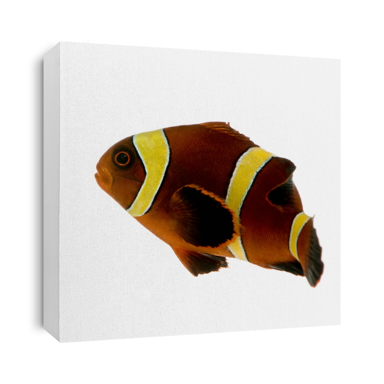 Gold stripe Maroon Clownfish - Premnas biaculeatus in front of a white background