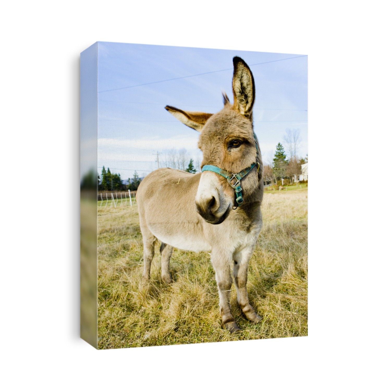 donkey, Vermont, USA