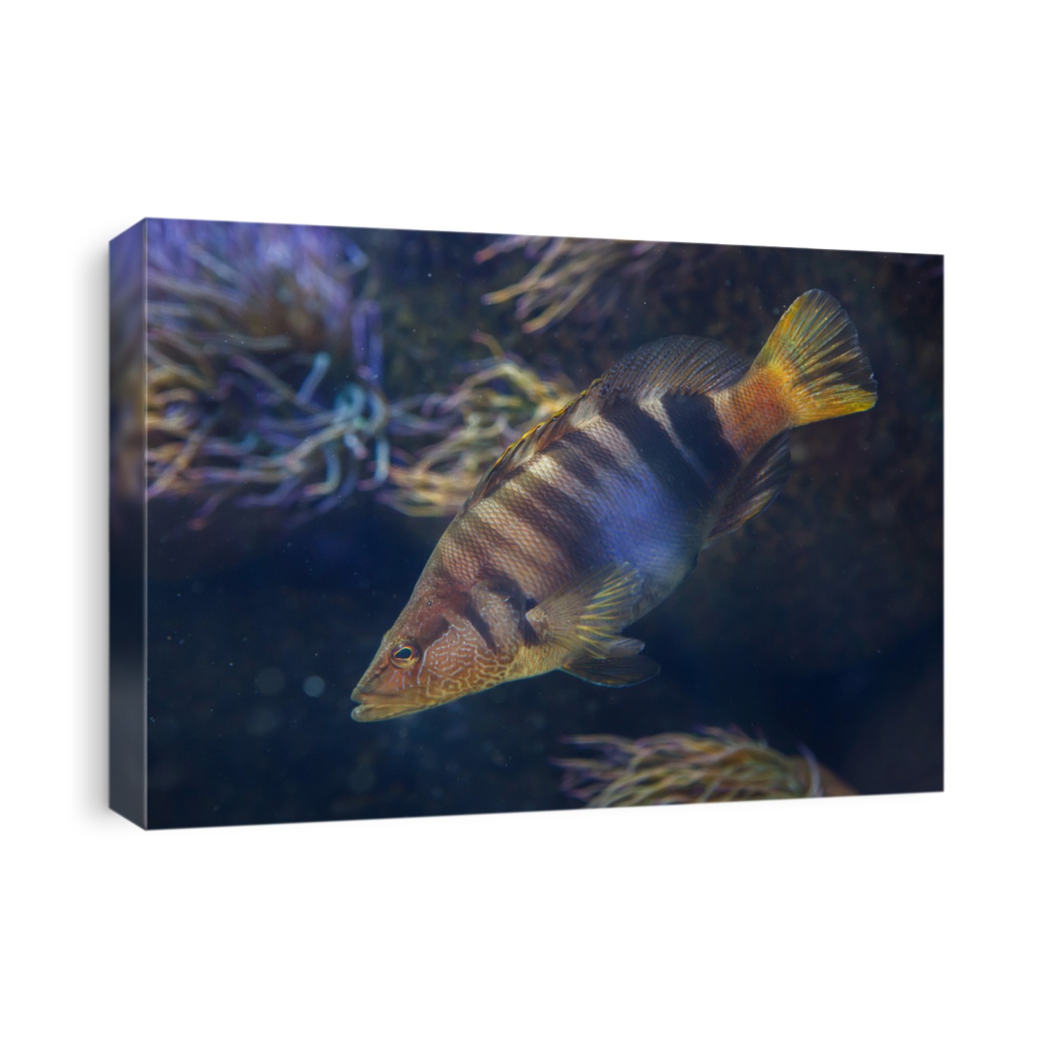 Painted comber (Serranus scriba). Tropical fish.