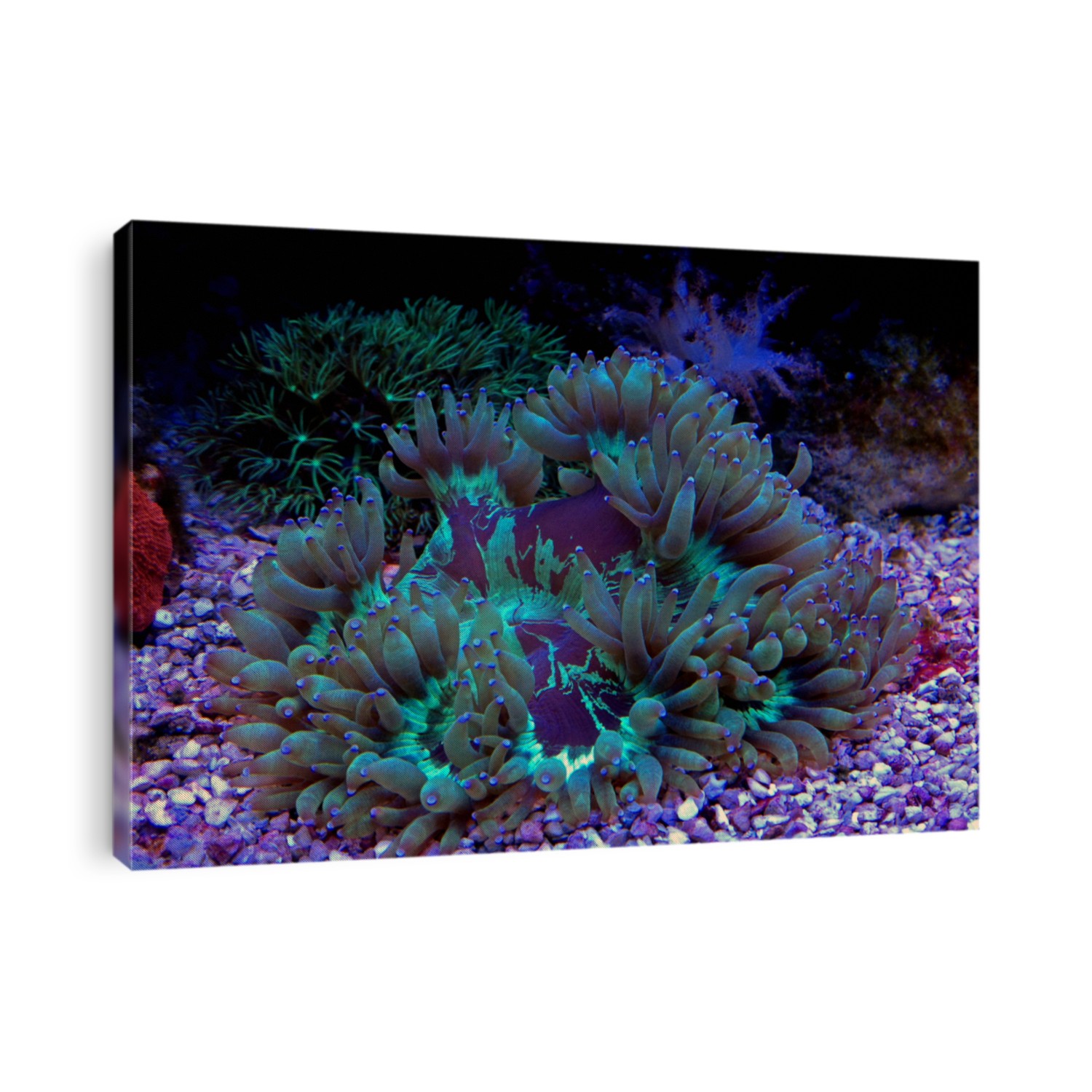 LPS Elegance coral in reef aquarium (Catalaphyllia Jardinei)