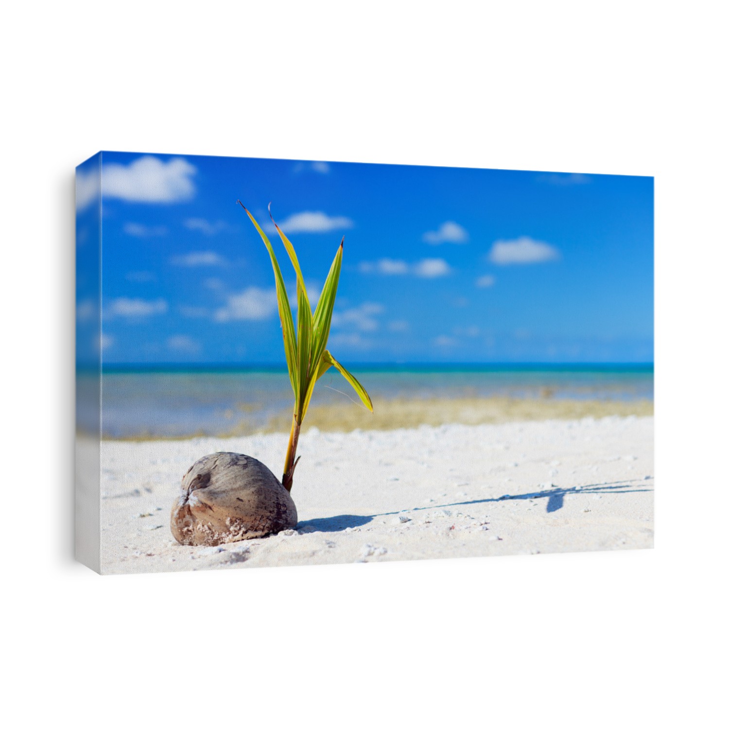 Coconut sprout growing on a tropical beach