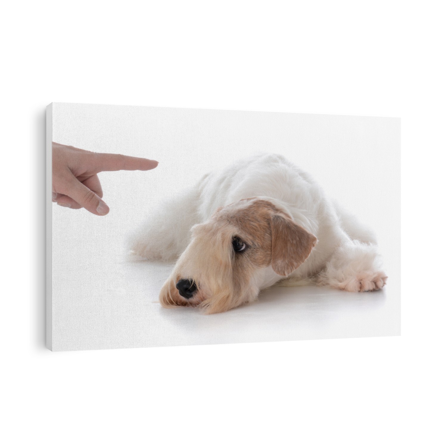 female sealyham terrier puppy being trained to stay isolated on white background