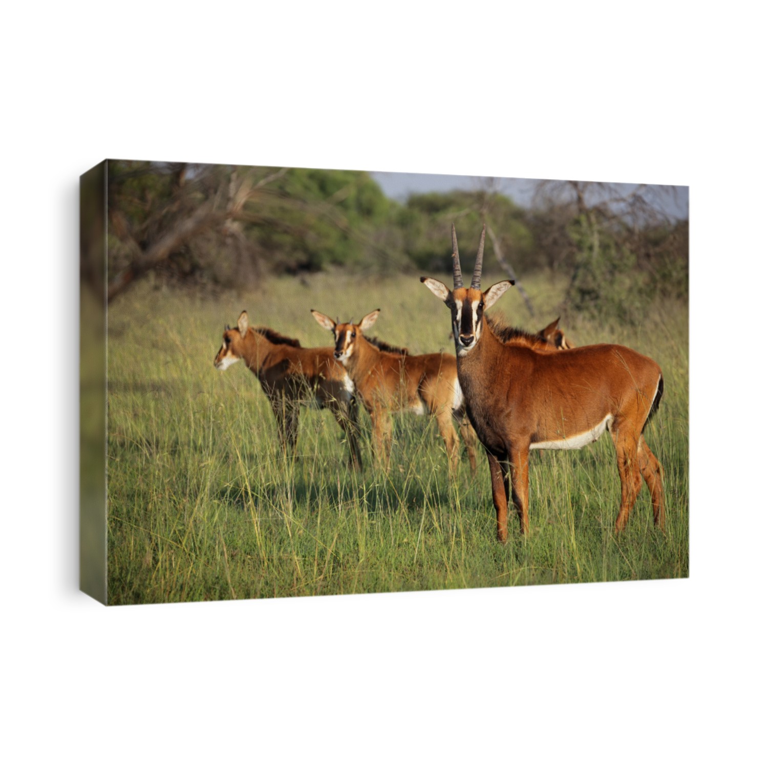 A Family Group Of Sable Antelopes (Hippotragus Niger) In Natural Canvas ...