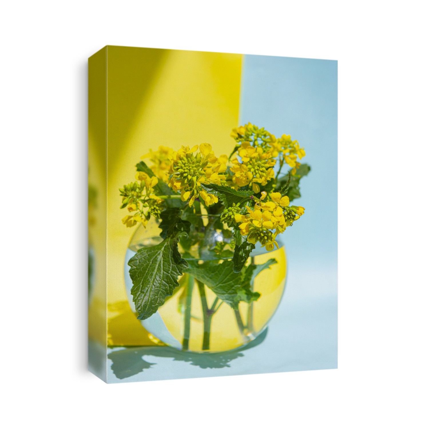 Sinapis arvensis, mustard spring yellow blossom against in a glass vase with water drops. Bouquet of sinapis arvensis on a blue and yellow background. With space for your text-image