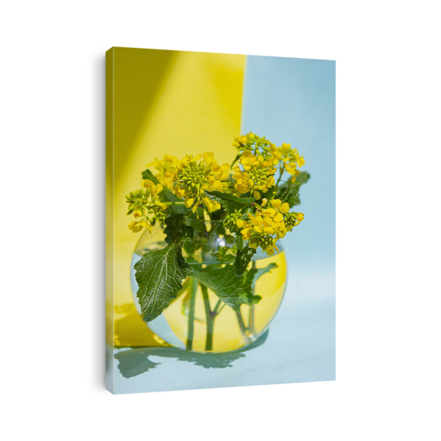 Sinapis arvensis, mustard spring yellow blossom against in a glass vase with water drops. Bouquet of sinapis arvensis on a blue and yellow background. With space for your text-image