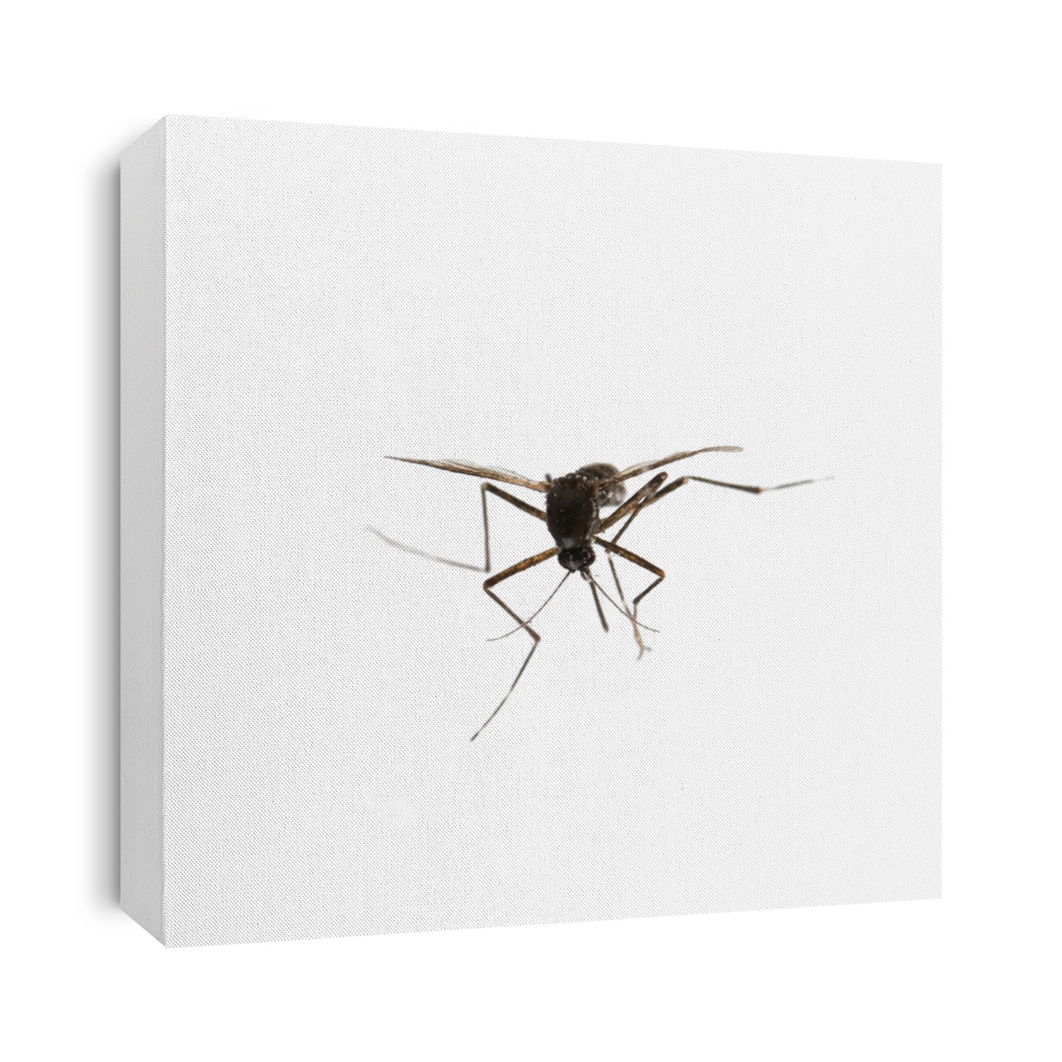 Mosquito isolated on white.